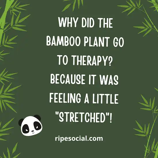 Funny Bamboo Puns