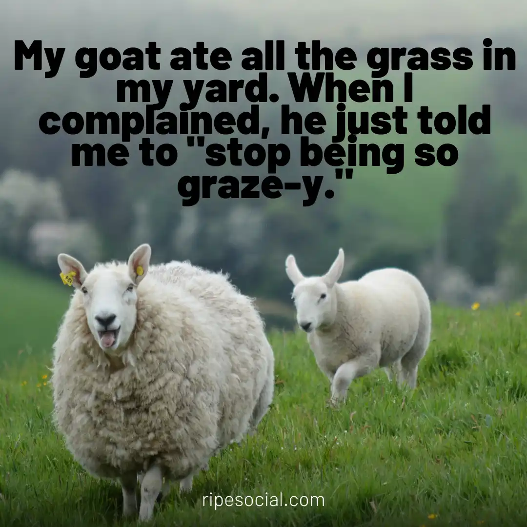 Short Goat Jokes
