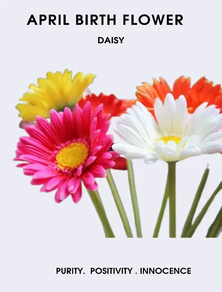 April Birth Flower Daisy