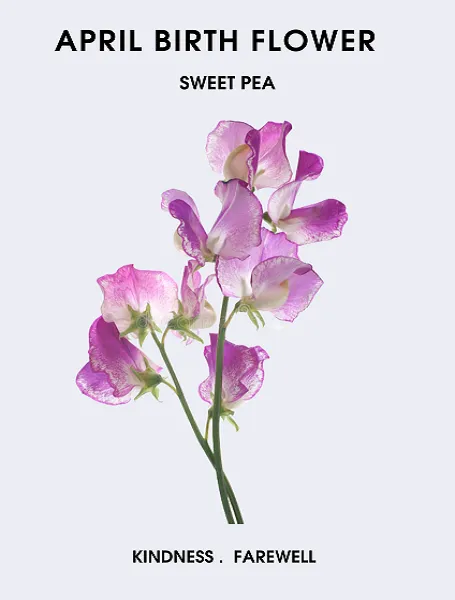 April Birth Flower Sweet Pea