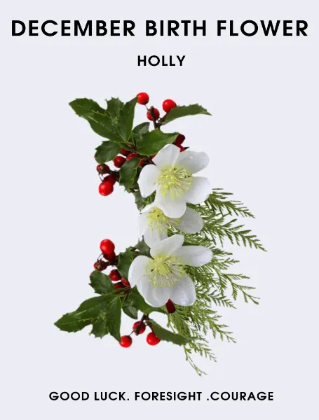 December Birth Flower Holly