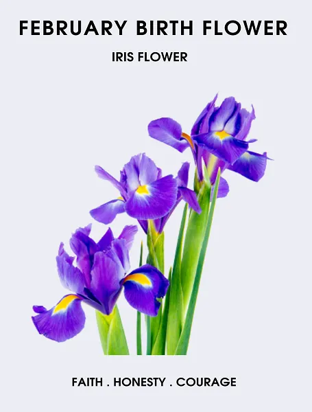 February Birth Flower Iris Flower