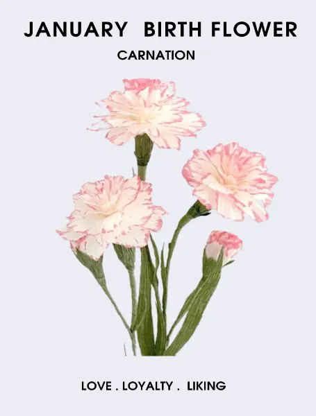 January Birth Flower Carnation