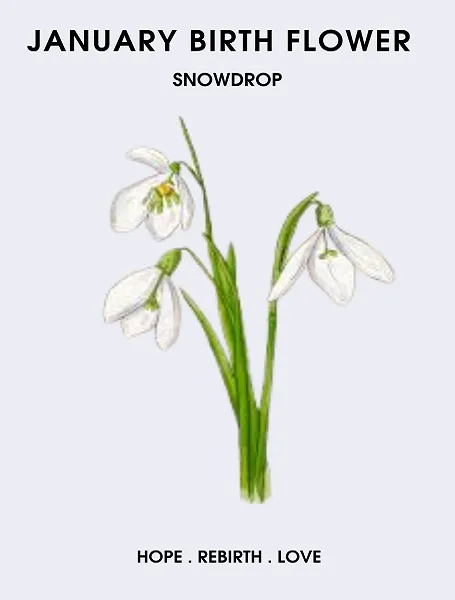 January Birth Flower Snowdrop