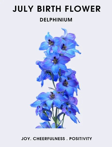 July Birth Flower Delphinium