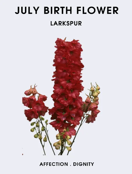 July Birth Flower Larkspur