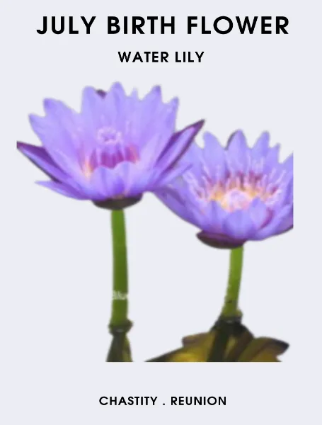 July Birth Flower Water Lily