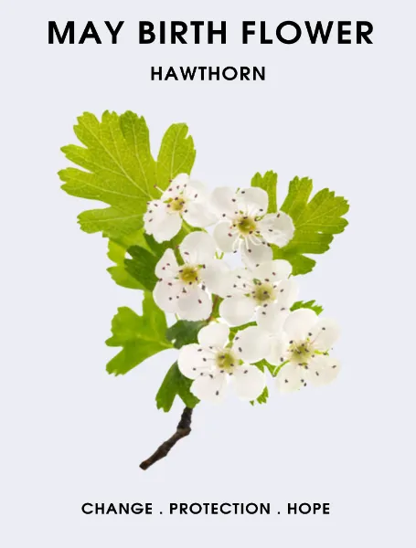 May Birth Flower Hawthorn