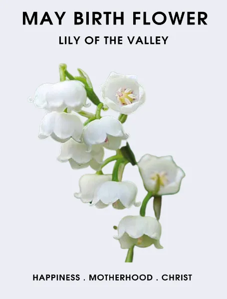 May Birth Flower Lily Of The Valley
