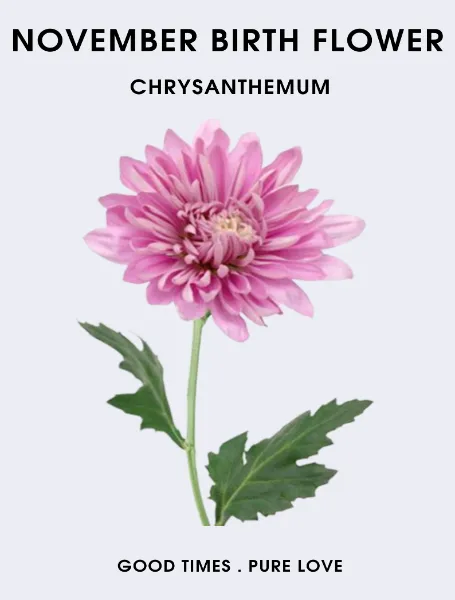 November Birth Flower Chrysanthemum