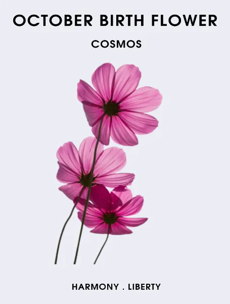 October Birth Flower Cosmos