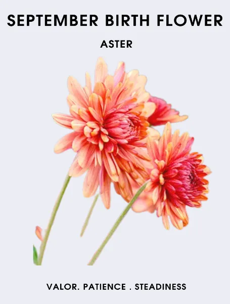 September Birth Flower Aster