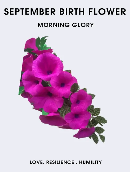 September Birth Flower Morning Glory