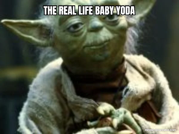 real life baby yoda funny good luck memes