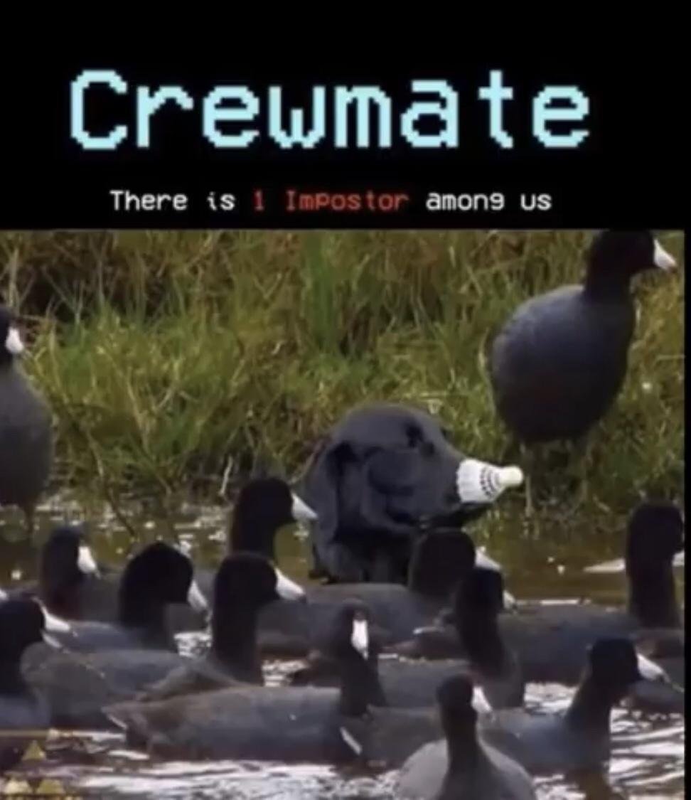 crewmate there is 1 Impostor among us meme
