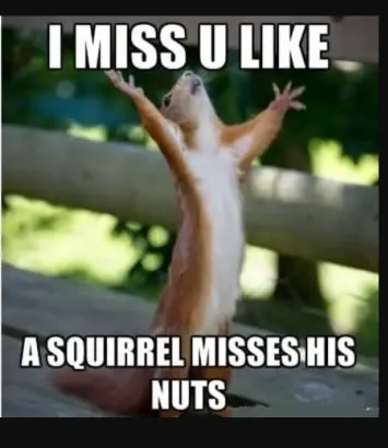 squirrel misses his nuts funny miss you meme