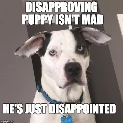 puppy isnt mad disappointed dog memes