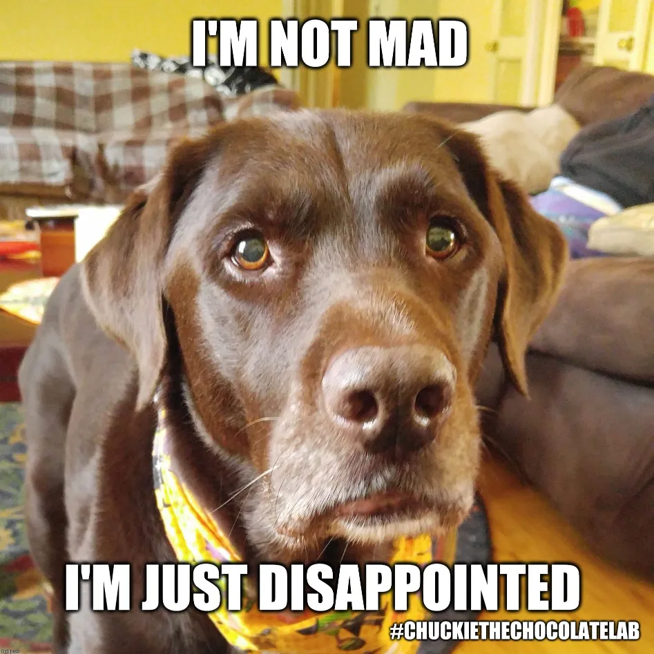 im not mad disappointed dog memes