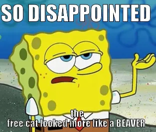  like a beaver spongebob disappointed meme
