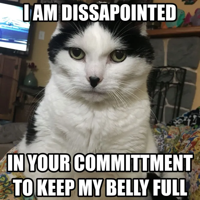 disappointed cat memes