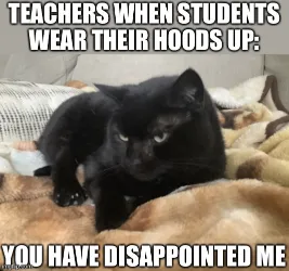 hoods up disappointed cat memes