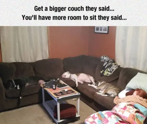 flat girl on couch meme