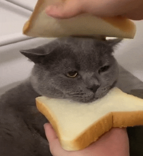 Cat Sandwich Meme GIF