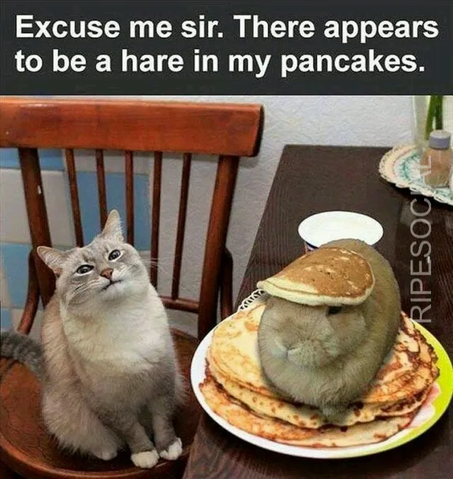bunny and cat pancake meme