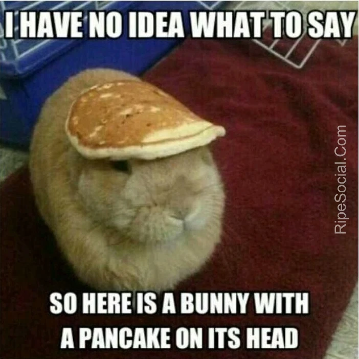 bunny pancake meme