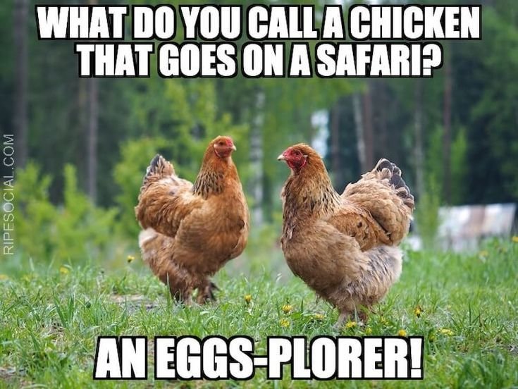 eggs-plorer meme