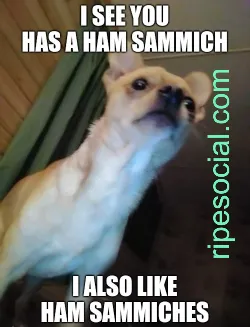 ham sandwich meme