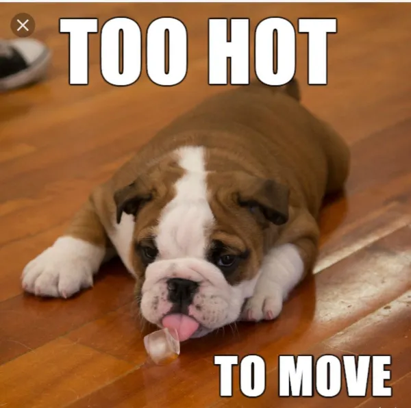 too hot weather dog meme