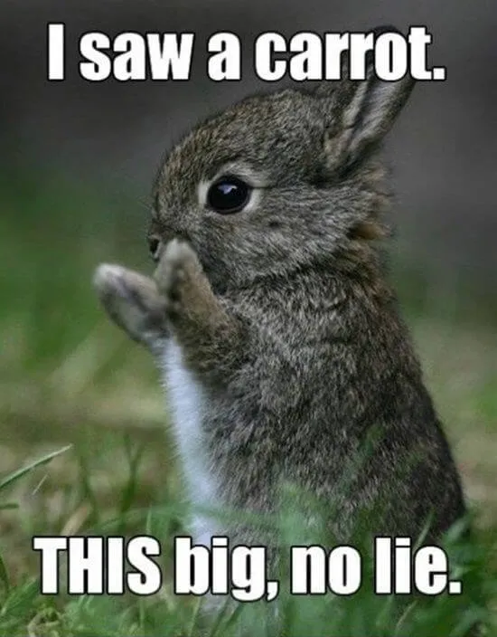 bunny meme saying no