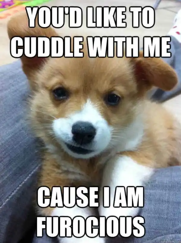 snuggle a dog meme