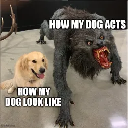 werewolf dog meme