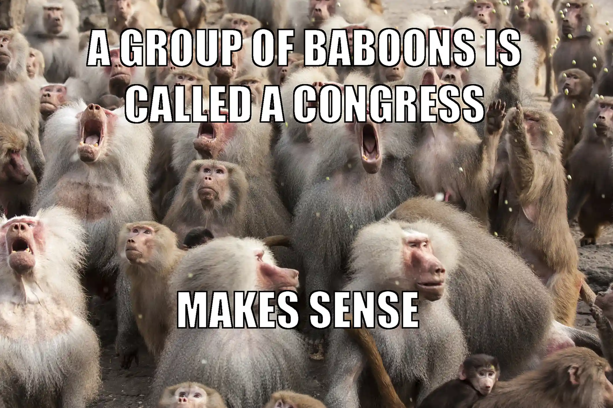 Baboon Meme