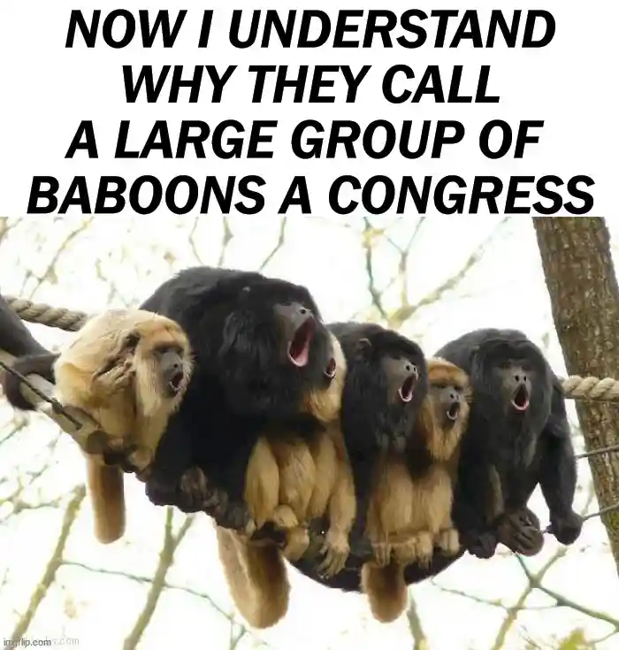 Baboon Monkey Meme