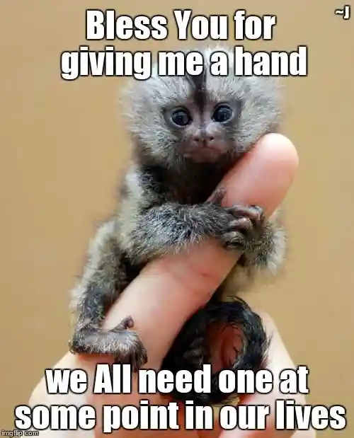 Cute Marmoset Monkey Memes