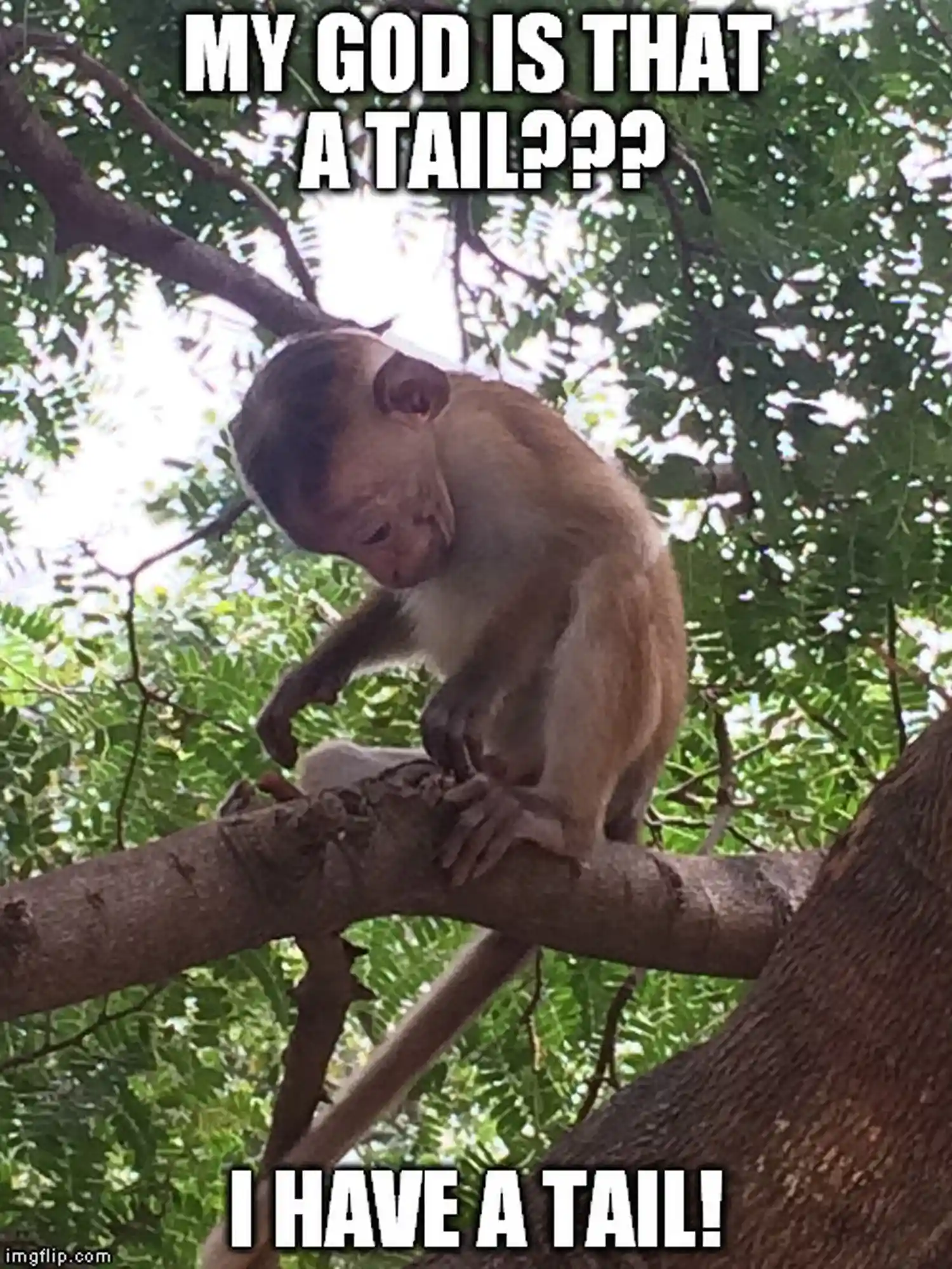 Funny Monkey Picture Meme
