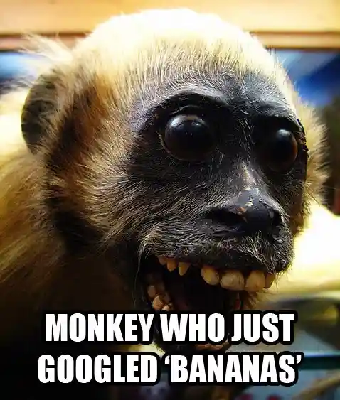 Hilarious Monkey Memes