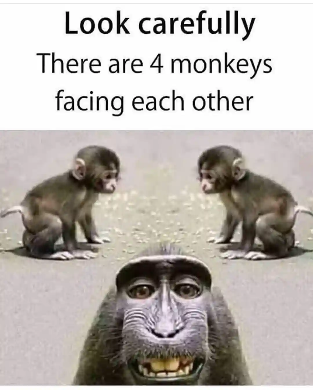 Monkey Staring Meme