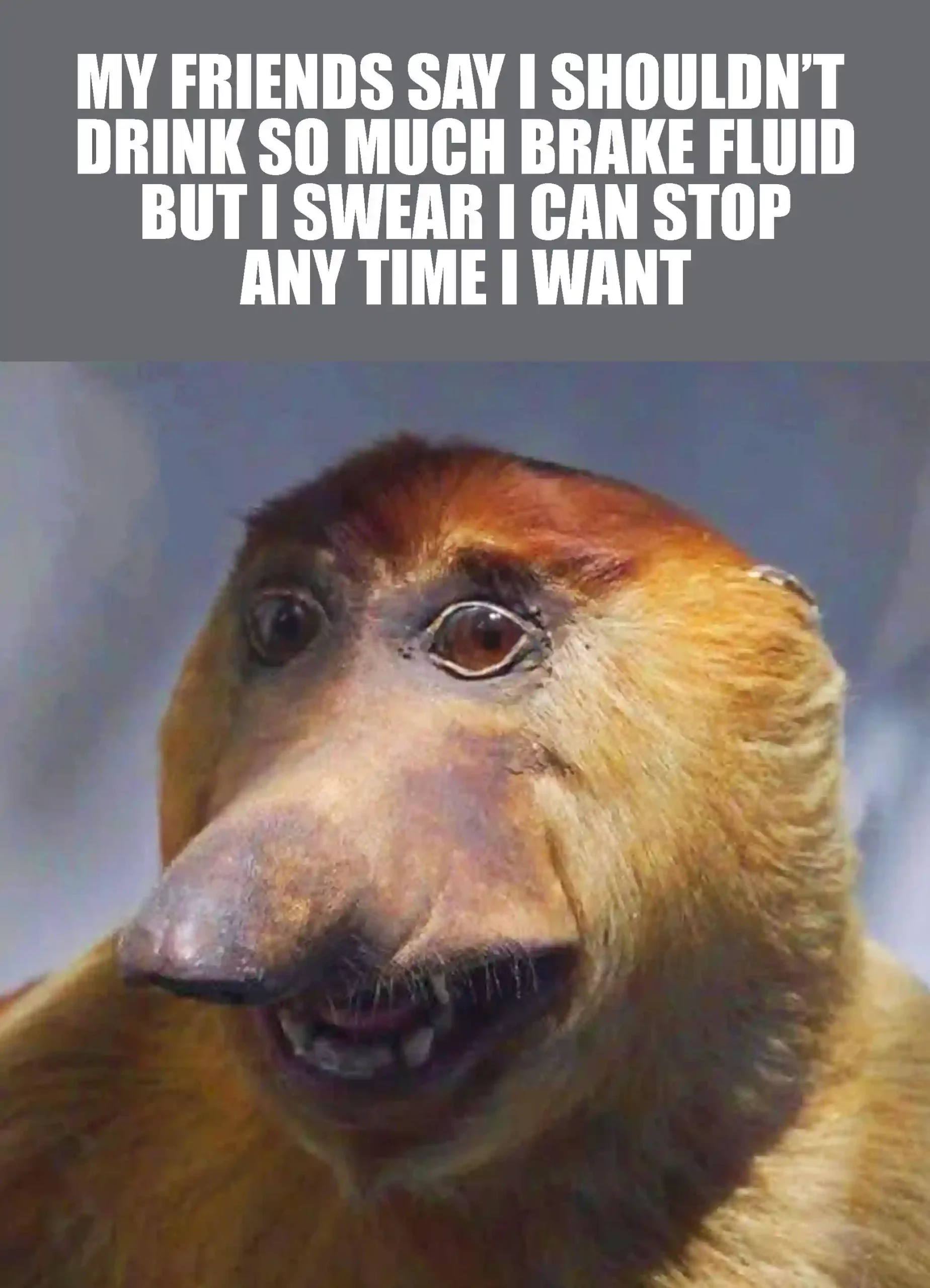 Proboscis Monkey Meme