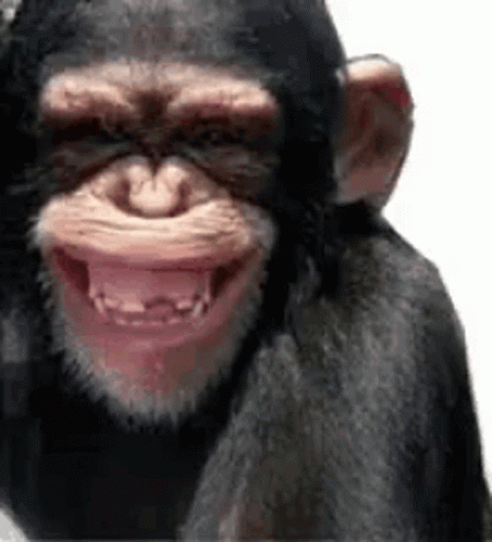 Smiling Monkey GIF Meme