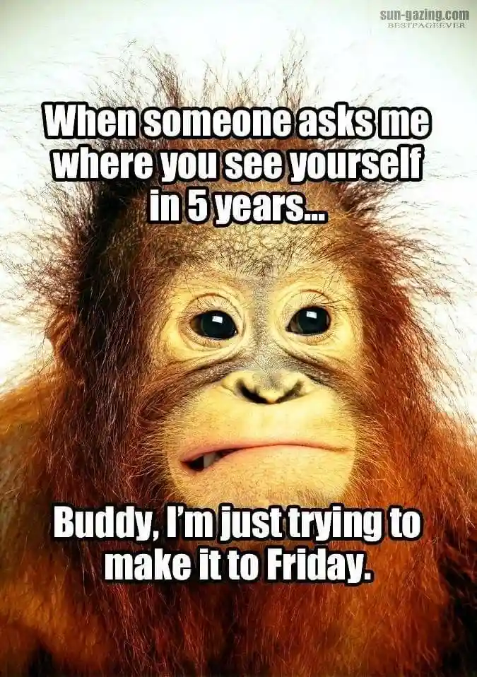 Ugly Monkey Funny Meme