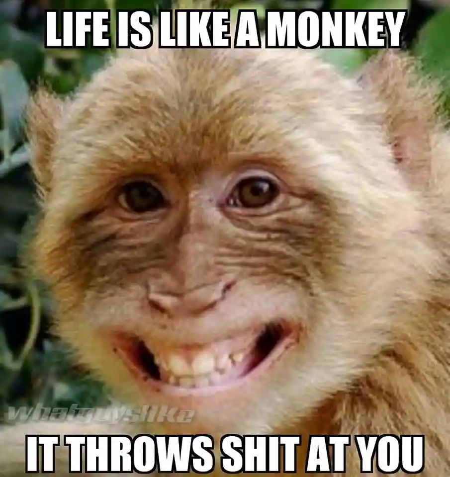 White Monkey Laughing Meme