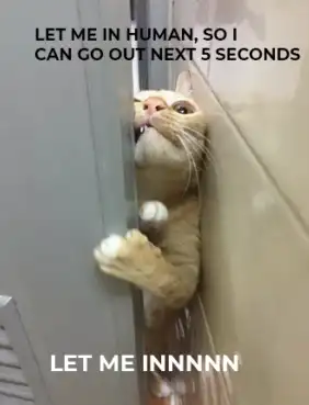 let me in cat meme