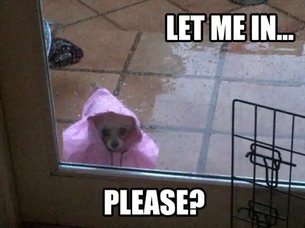 let me in please meme